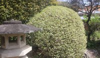 ドウダンツツジ 2025/04/09 13:49:55