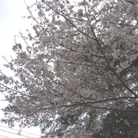 桜の季節ですね(^^♪ 2016/04/02 13:59:42