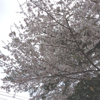 桜の季節ですね(^^♪