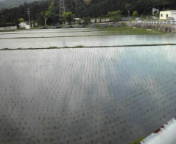 田植えも終わりました。 2015/05/13 05:50:39
