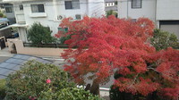 我が家の紅葉 2015/12/07 12:29:40