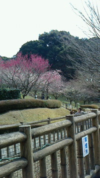 赤塚山の梅園 2016/03/05 17:27:16