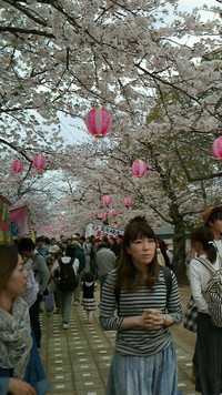 桜トンネルです 2016/04/03 11:42:55