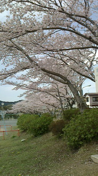 赤坂台の桜〓 2017/04/12 12:09:53