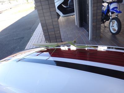 SEROWで伸びする、かまきり