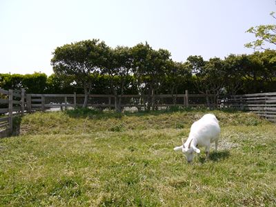 田原でどうぶつ発見