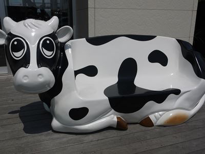 田原でどうぶつ発見