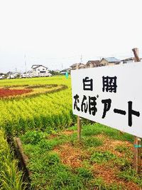 田んぼアート 2013/09/09 11:30:24