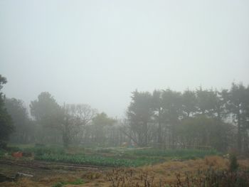 霧の朝