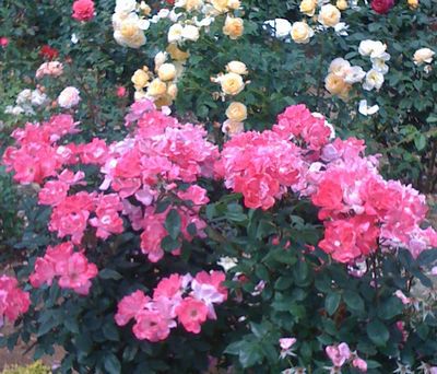 薔薇に魅せられて・・・