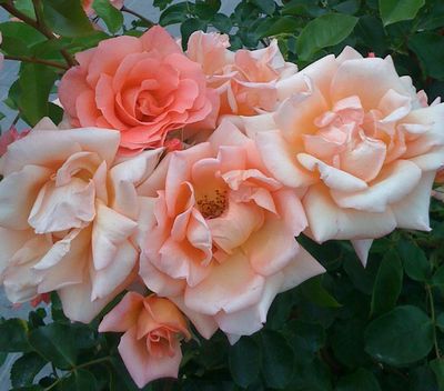 薔薇に魅せられて・・・