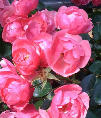 薔薇に魅せられて・・・