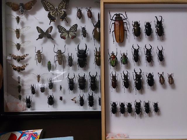 昆虫標本 パルナシウスコレクション(2)-