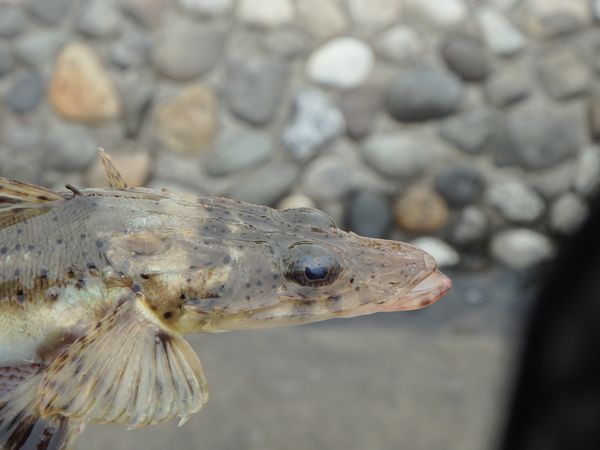 海湖館きらく市食堂本日営業中です！