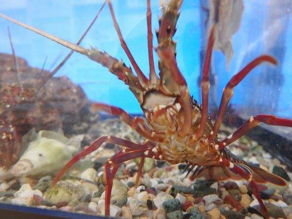 海湖館に伊勢エビいるよ！