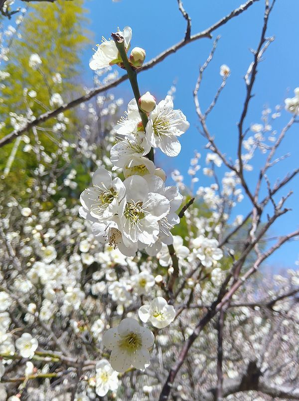 Spring is coming soon！by浜松城