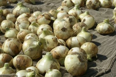 愛情たっぷり、篠原の新たまねぎ