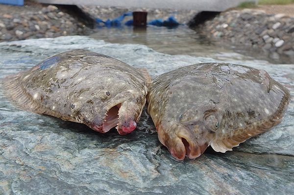 Gw特別企画 浜名湖のお魚さんを知る 学ぶ Byヒラメとカレイの違いの巻 L 南浜名湖shops