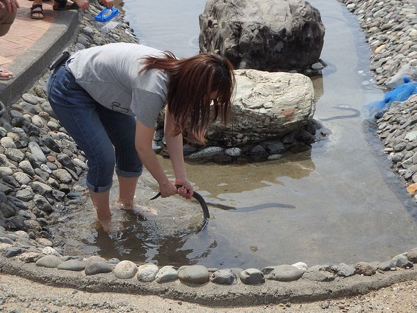 テレビ愛知 宇野名都美アナウンサー うなぎつかみ蒲焼体験 に挑戦 L 南浜名湖shops