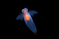 氷の妖精クリオネ