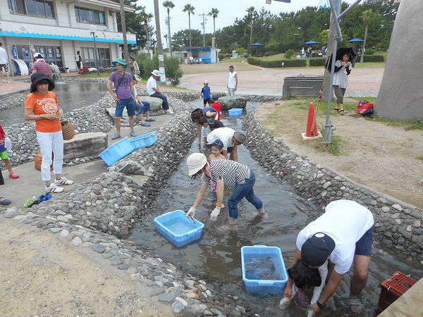 暑さを吹き飛ばせ！ 「浜名湖の魚つかみ体験」