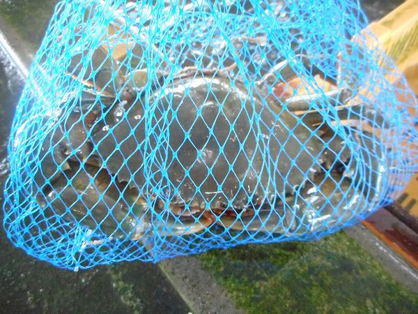 浜名湖の美味しい魚・カニを食べよう！