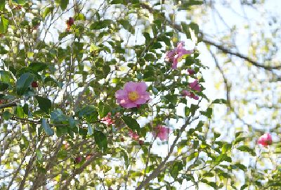 福井藩祖秀康の波乱に富んだ生涯