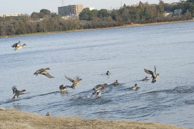 きなこの佐鳴湖レポート　竹村広蔭選の佐鳴八景