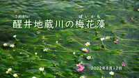 夏休みのお出かけ　～　醒井の梅花藻 2022/08/15 13:04:44