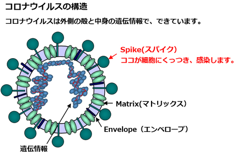 SARS（サーズ）、MERS（マーズ）などコロナウイルスを不活性化できる殺菌剤です。