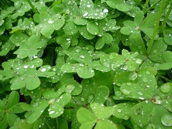なたね梅雨