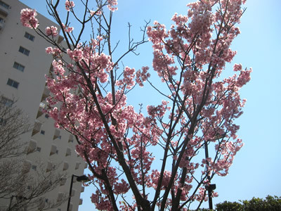 桜 2011 （浜松）