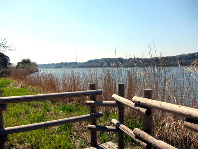桜 2011 （浜松）