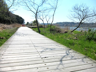 桜 2011 （浜松）