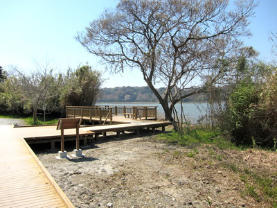 桜 2011 （浜松）