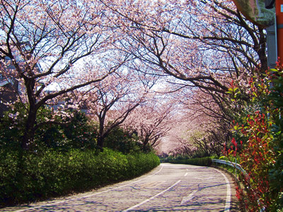 桜 2011 （浜松）