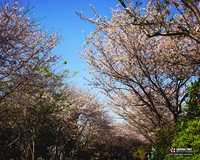 桜 2007 （浜松）写真画像