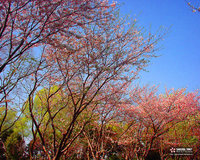 桜 2007 （浜松）写真画像