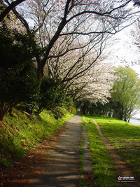 桜 2007 （浜松）写真画像