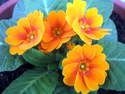 お花の声（*^_^*）