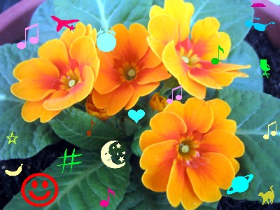 お花の声（*^_^*）