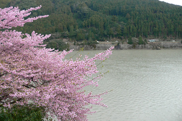 せきれい荘の桜