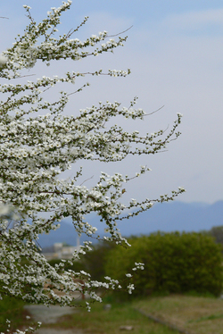白い花の春
