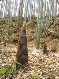 にんにん♪忍者公園 2012/05/14 11:56:02