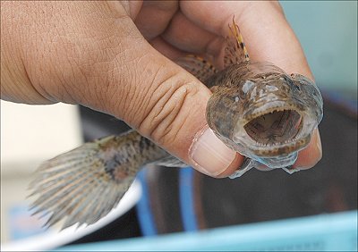 雄踏港のお魚さん 夏ハゼの季節 l 南浜名湖SHOPS