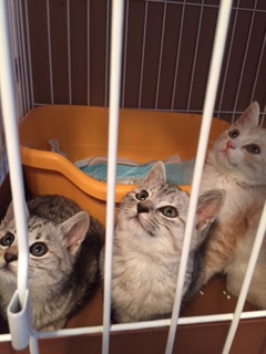 1時間延長 新しい飼い主さんを探す会inときわ屋