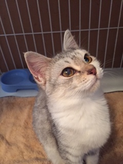 1時間延長 新しい飼い主さんを探す会inときわ屋