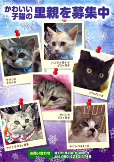 飼い主さんを待っている子猫たち