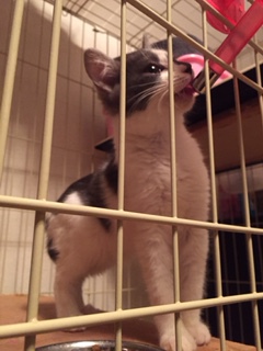 新春 新しい飼い主さんを探す会＆相談会inときわ屋