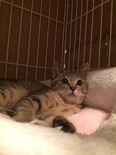 新春 新しい飼い主さんを探す会＆相談会inときわ屋